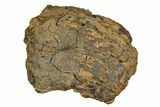 Fossil Ankylosaurid Ungual (Claw) Bone - Montana #183999-2